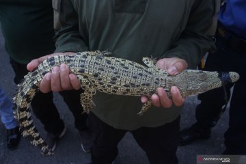 Evakuasi buaya muara