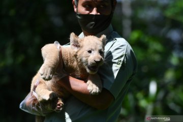 Bayi singa putih Taman Safari Prigen