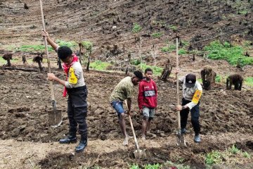 Polisi Tolikara Papua buka kebun bantu ketersediaan pangan lokal