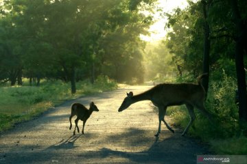 Dampak penutupan Taman Nasional Baluran