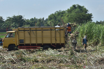 PTPN XI : Realisasi tebu yang digiling sebesar 646 ribu ton