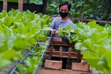 Masyarakat diajak manfaatkan pekarangan untuk tanam sayuran