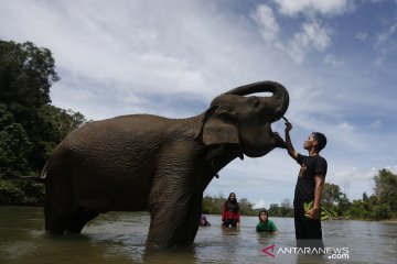 Bermain dengan gajah jinak di Aceh Jaya