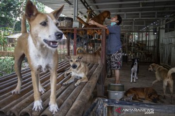 Penampungan anjing telantar kesulitan pasokan makanan