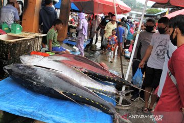 KKP kaji budi daya ikan tuna di Teluk Tomini Sulteng