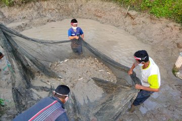 Peternak ikan binaan Pertagas panen bibit patin senilai Rp7 juta/panen