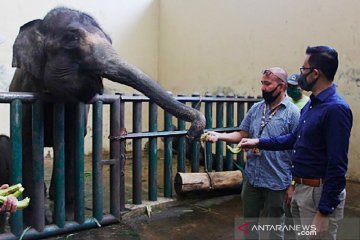 Taman Safari Indonesia dapat bantuan pakan untuk satwa
