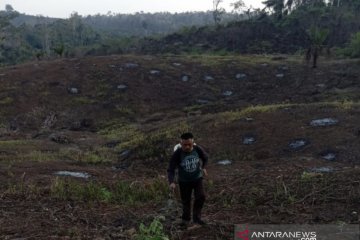 Tahura Paser kembangkan agroforestry