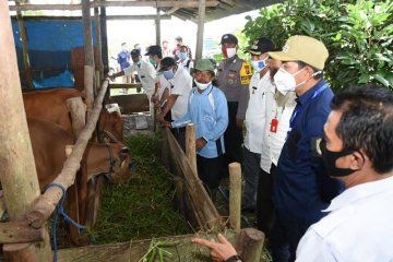 Bupati dorong Barito Utara jadi sentra sapi potong