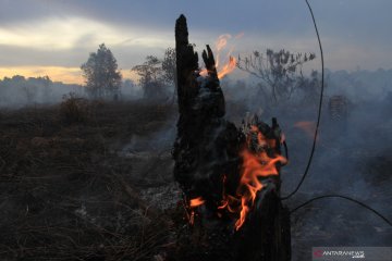 Kebakaran lahan gambut di Aceh Barat semakin meluas