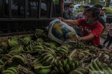 Polisi gagalkan penyelundupan ganja di balik pisang