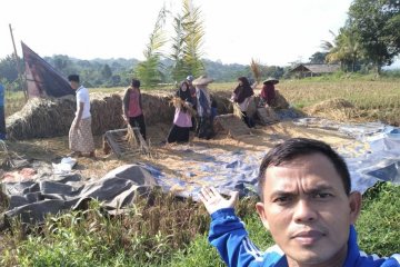 Santri di Lebak Banten panen padi seluas 1,5 hektare