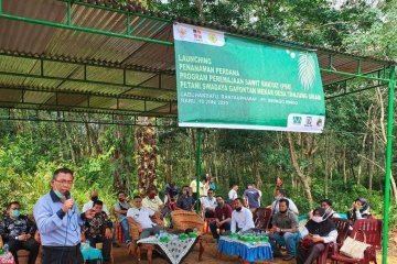 Di tengah COVID-19, perusahaan dampingi petani remajakan sawit