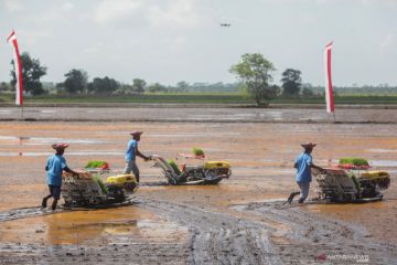 Mengenal watak tanah di Kalimantan agar pemanfaatan optimal