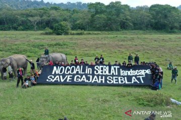 Aktivis LH: UU Minerba ancam habitat gajah Sumatera di Bengkulu