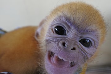 Amankan Satwa Dilindungi