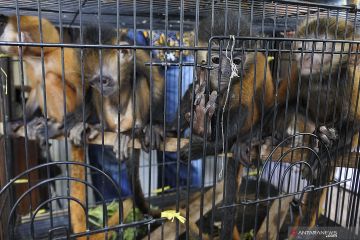 Amankan Satwa Dilindungi