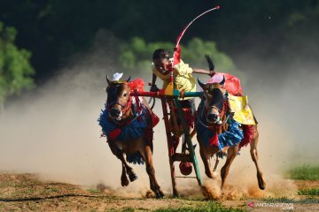 Latihan kerapan sapi di tengah pandemi