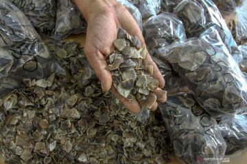 Perdagangan Sisik Trenggiling