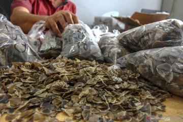 Perdagangan Sisik Trenggiling