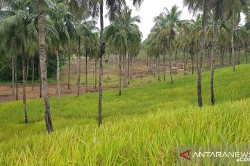 Jalan keluar dari jebakan pangan melalui komoditas sagu dan sorgum