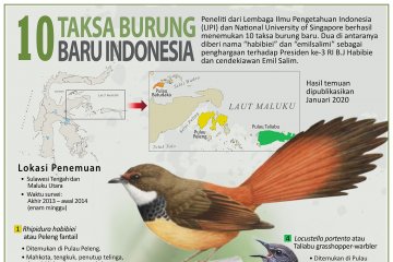 10 taksa burung baru Indonesia