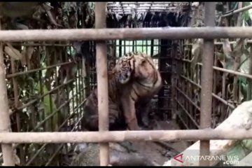 Harimau yang resahkan warga di Kabupaten Solok ditangkap