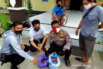 Polisi Kapuas tangkap pelaku pembunuhan satwa dilindungi