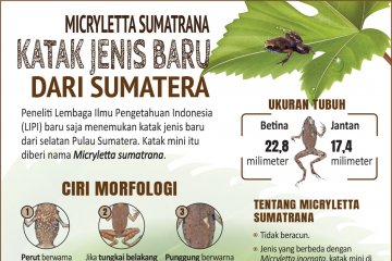 Micryletta sumatrana, katak jenis baru dari Sumatera