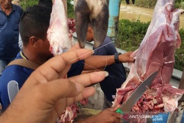 DAGING RUSA LIAR HASIL BURUAN