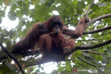 Orangutan Sumatera muncul di Danau Lau Kawar Kabupaten Karo Sumut