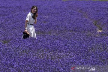 Pesona ladang lavender di Uighur Xinjiang