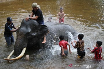 Memandikan gajah jinak di Aceh