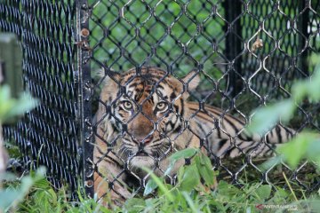 Observasi harimau Sumatera sebelum pelepasliaran