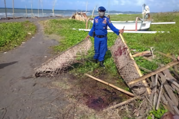 BPSPL Denpasar tangani paus terdampar mati di Pantai Lembeng-Bali