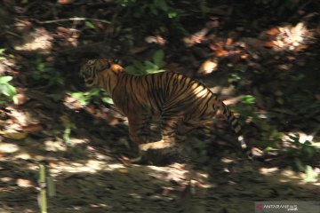 Pelepasliaran Harimau Sumatra di Taman Nasional Gunung Leuser