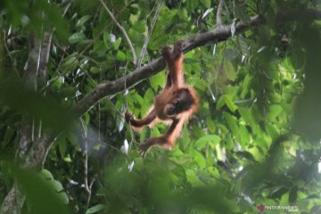 Orangutan Sumatera di kawasan ekosistem Leuser