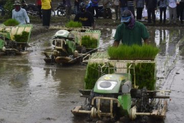 Penanaman padi menggunakan mesin