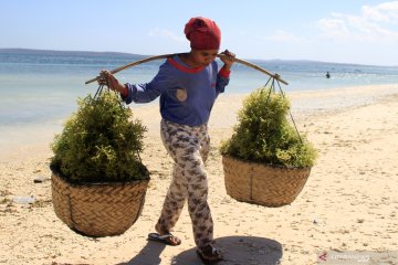 Harga rumput laut di Kupang anjlok