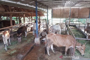 Kementan jadikan Subang proyek pengembangan korporasi sapi potong