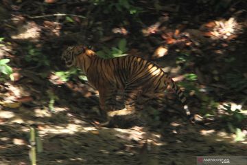 Pelepasliaran Harimau Sumatra di Aceh