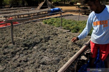 PLN tunggu hasil uji laboratorium terkait rumput laut petani Kupang