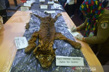 Polda Aceh gagalkan perdagangan kulit harimau sumatera