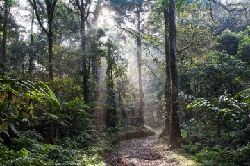 Indonesia serukan sistem pengelolaan hutan lestari diakui lebih luas