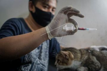 Pengobatan dan donor darah kucing