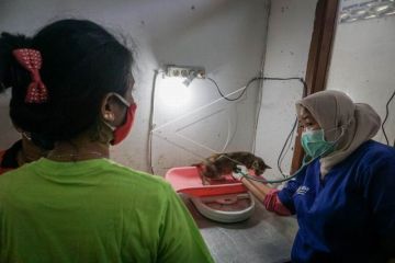 Pengobatan dan donor darah kucing