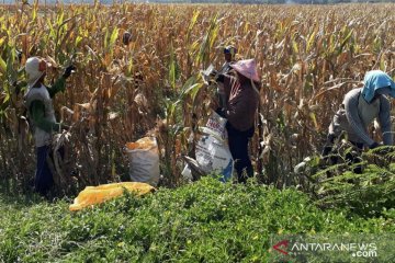 Kementan kembangkan Pertanian Cerdas Iklim antisipasi perubahan iklim