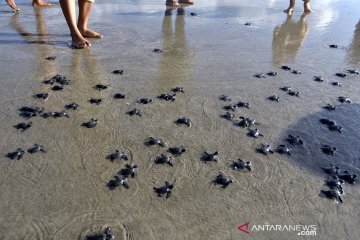 Pelepasan tukik di pantai Kuta