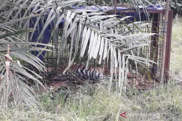BKSDA dan masyarakat kembali tangkap harimau Sumatera di Solok