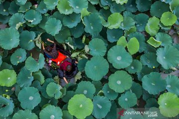 Panen bunga dan biji lotus di Quanxin
